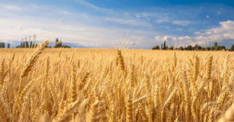 grano