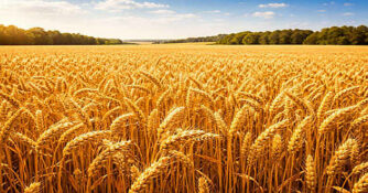 grano