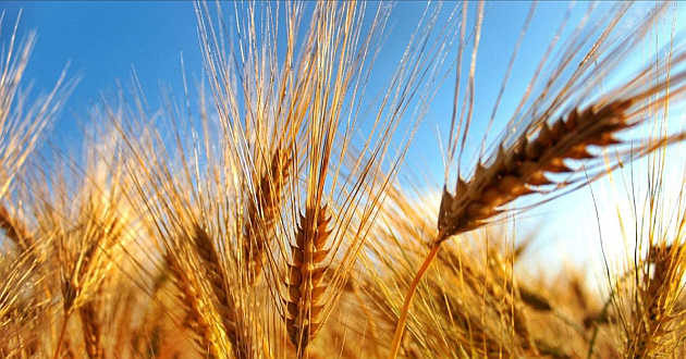 grano